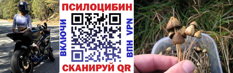 сколько стоит  Южа  мориарти телеграм  Галлюциногенные грибы мухоморы 